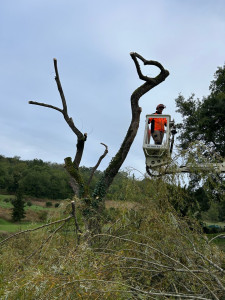 Photo de galerie - Elagage et coupe d'arbres