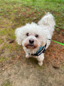 Photo de galerie - Garde chien