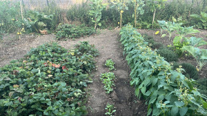 Photo de galerie - Création de potager 