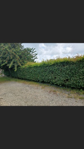 Photo de galerie - Taille de haies et d'arbustes