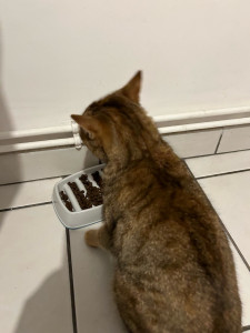 Photo de galerie - Visite pour un petit chaton au domicile du propriétaire 