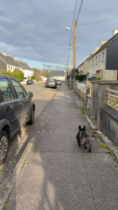 Photo de galerie - Garde d’une femelle bouledogue. ?