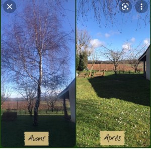Photo de galerie - Taille de haies et d'arbustes