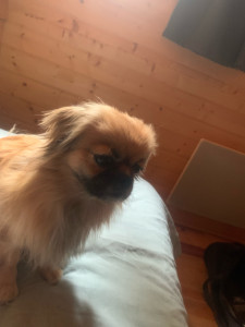 Photo de galerie - Garde chien