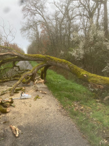 Photo de galerie - Abattage d’un chêne qui menaçait de tomber