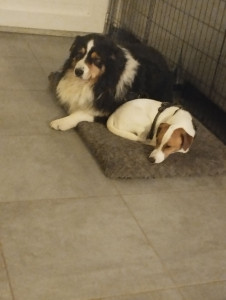 Photo de galerie - Garde chien