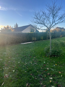 Photo de galerie - Taille de haie s