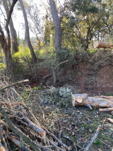 Photo de galerie - Elagage et coupe d'arbres