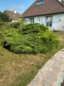 Photo de galerie - Elagage et coupe d'arbres