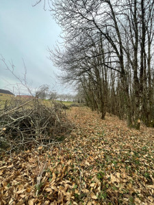 Photo de galerie - Elagage et coupe d'arbres