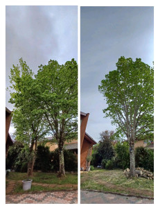 Photo de galerie - Elagage et coupe d'arbres
