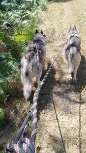 Photo de galerie - Garde chien