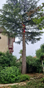 Photo de galerie - élagage et Abbatage