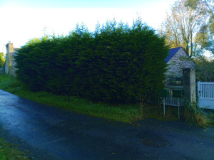 Photo de galerie - Taille de haies et d'arbustes