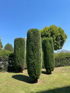 Photo de galerie - Taille de haies et d'arbustes