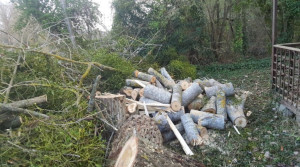 Photo de galerie - Coupage d’arbre 