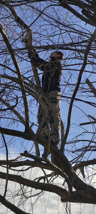 Photo de galerie - élagage d'un saule accessible par les grosses branches 