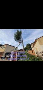 Photo de galerie - Elagage et coupe d'arbres