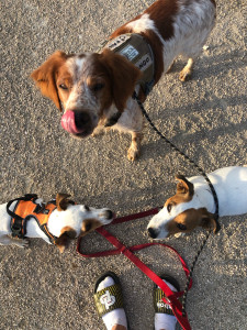 Photo de galerie - Garde animaux