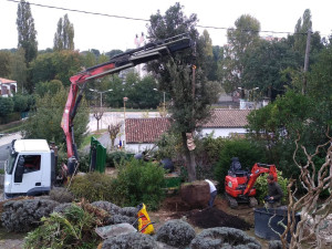 Photo de galerie - Plantation de gros spécimen