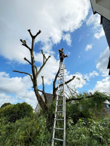 Photo de galerie - Élagage d’un arbre