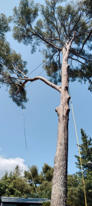 Photo de galerie - Elagage et coupe d'arbres