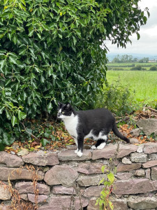 Photo de galerie - Garde chat en Irlande