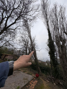 Photo de galerie - Elagage et coupe d'arbres