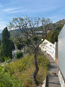 Photo de galerie - Elagage et coupe d'arbres