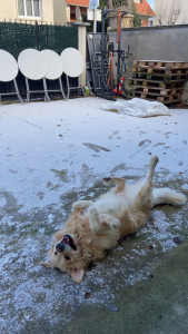 Photo de galerie - Garde chien