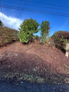 Photo de galerie - Tonte de pelouse - Débroussaillage