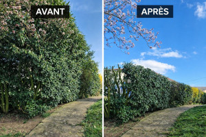 Photo de galerie - Haies de 5m rabattu à 2m50