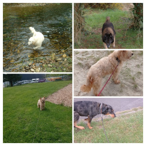 Photo de galerie - Promeneur de chien et garde à domicile