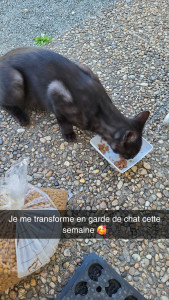 Photo de galerie - Pendant une garde de chat, moment câlins avec ce petit loup ☺️