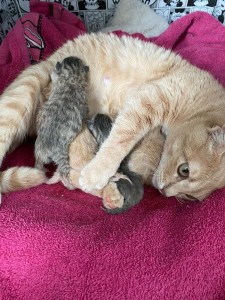 Photo de galerie - Amis des chats et chatons ?