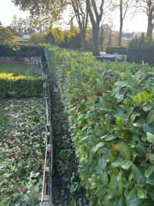 Photo de galerie - Taille de haies et d'arbustes