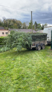 Photo de galerie - Supprimer un massif de bambou 