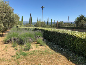 Photo de galerie - Taille de haies 