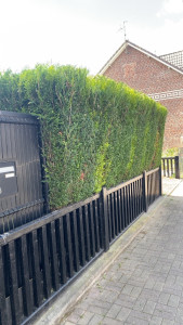 Photo de galerie - Taille de haies tuyas 