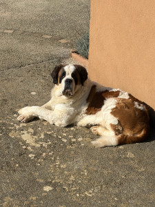 Photo de galerie - Notre saint Bernard 