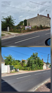 Photo de galerie - Elagage et coupe d'arbres