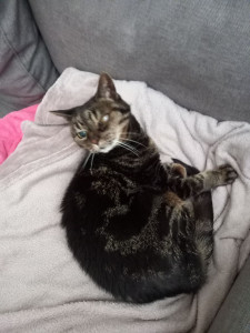 Photo de galerie - Garde chat