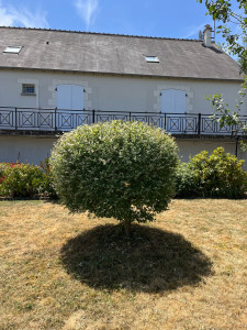 Photo de galerie - Taille d’arbre