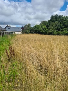 Photo de galerie - Tonte de pelouse - Débroussaillage