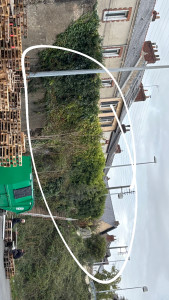 Photo de galerie - Taille de haies et d'arbustes