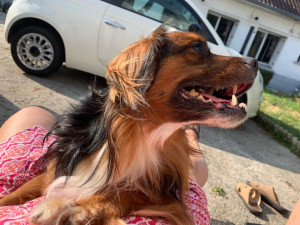 Photo de galerie - Garde d animaux à votre domicile 