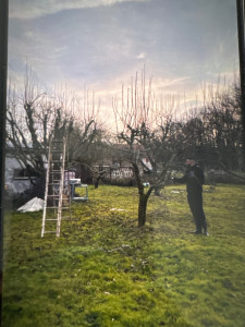 Photo de galerie - Taille arbres 