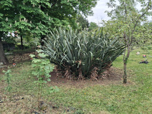 Photo de galerie - Taille de haies et d'arbustes