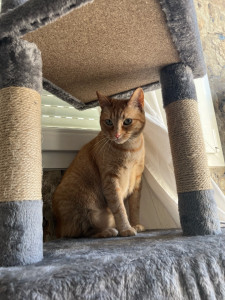 Photo de galerie - Garde chat