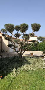 Photo de galerie - Olivier après coupe